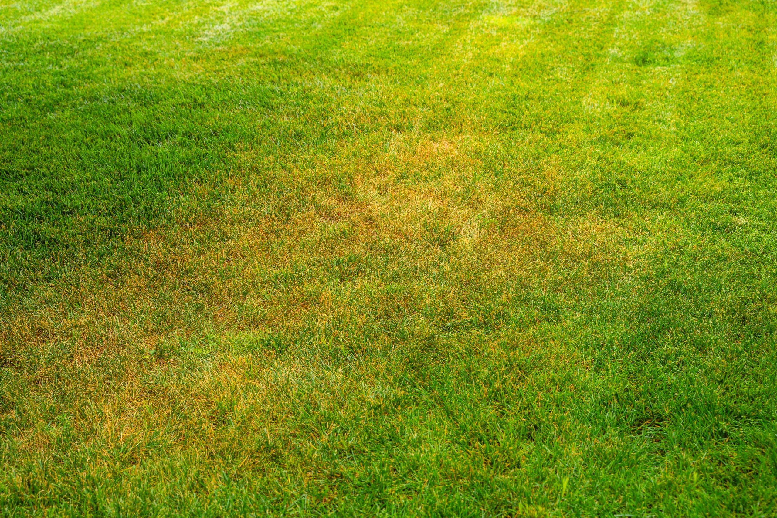 soluzione per rendere verde il prato ingiallito