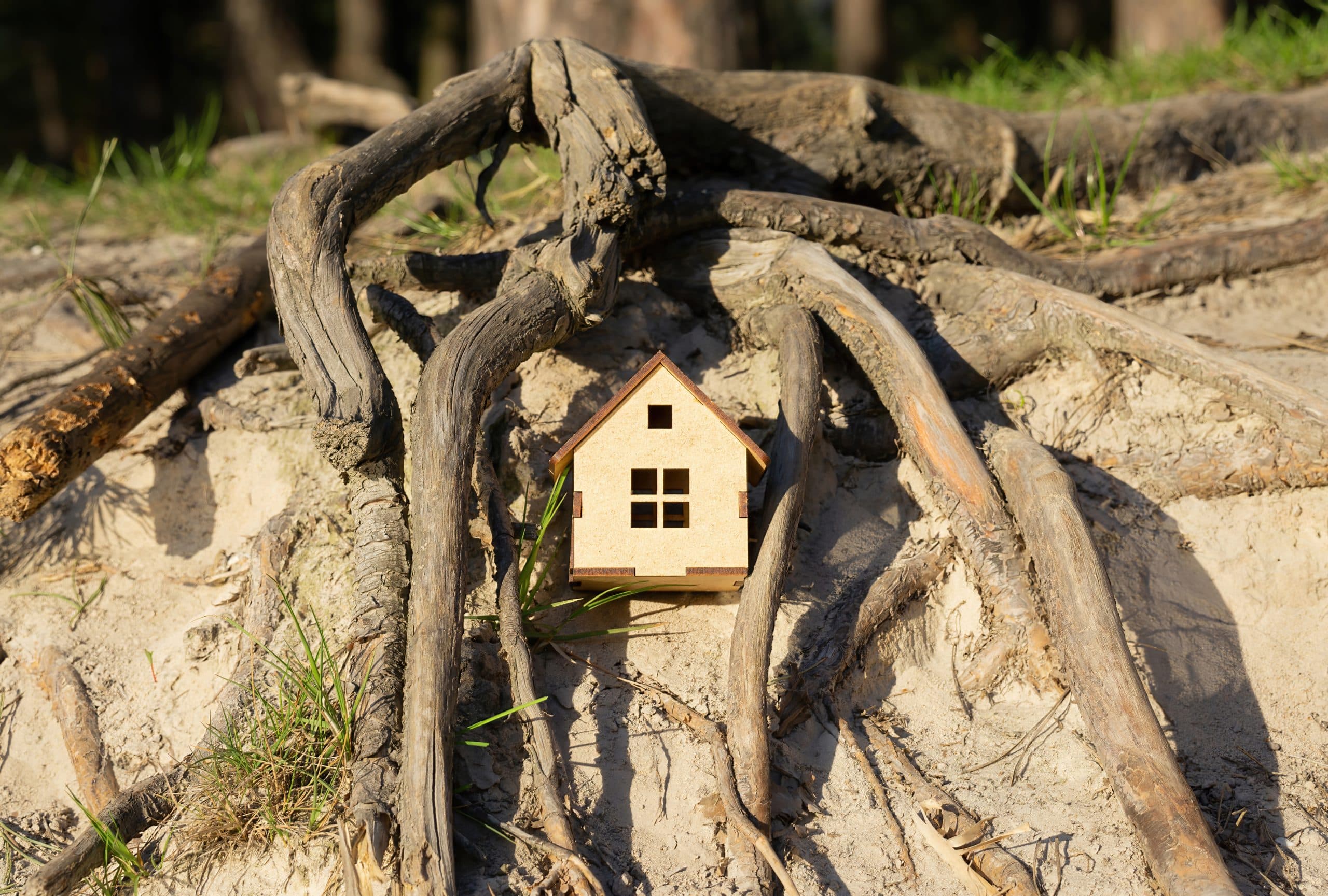 soluzione per evitare che le radici degli alberi danneggino la casa