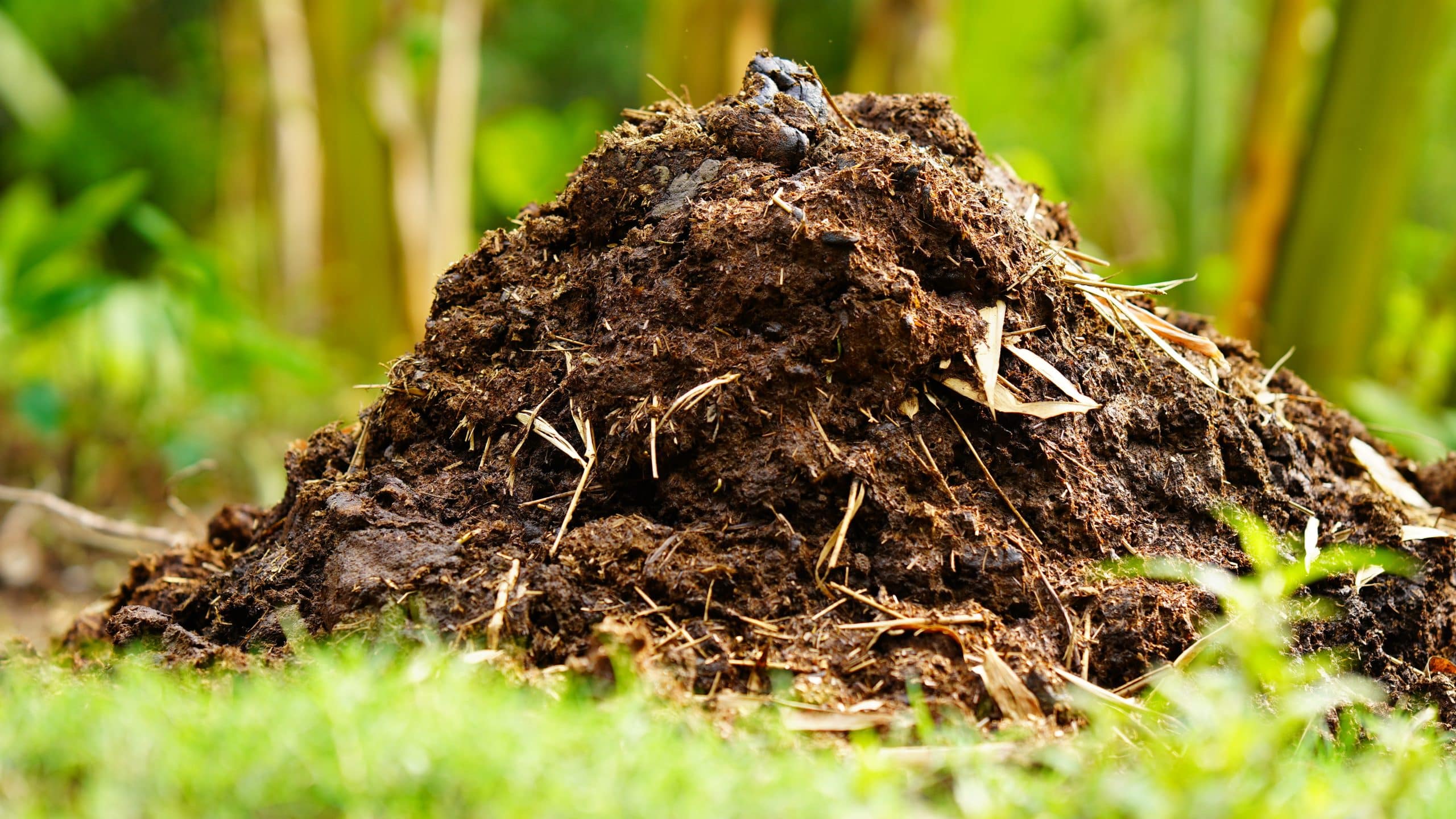 consiglio per eliminare l'odore sgradevole del compost